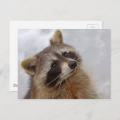 Carte Postale Raton laveur (Devant / Derrière)