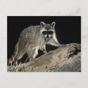 Carte Postale Raton laveur commun, Procyon lotor