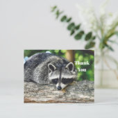 Carte Postale Raton laveur faune Photo de journal Merci (Debout devant)