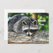 Carte Postale Raton laveur faune Photo de journal Merci (Devant / Derrière)