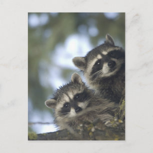 Carte Postale Raton laveur (Procyon Lotor) de Fish Lake, centre