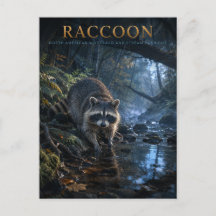 Raton laveur Ruisseau de la forêt ANIMALS