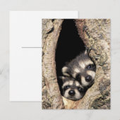 Carte Postale Ratons laveurs dans la cavité de l'arbre Procyon (Devant / Derrière)