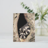 Carte Postale Ratons laveurs dans la cavité de l'arbre Procyon (Debout devant)