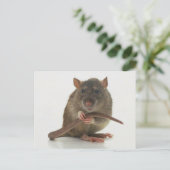Carte Postale Rats ! ! ! (Debout devant)
