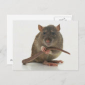 Carte Postale Rats ! ! ! (Devant / Derrière)