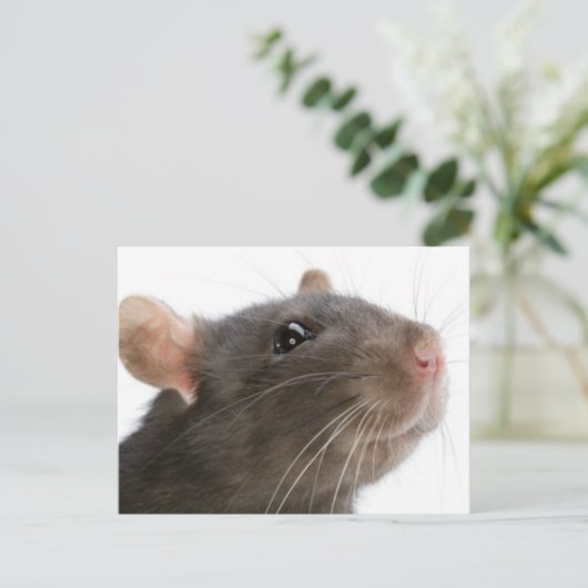 Carte Postale Rats ! ! ! (Debout devant)