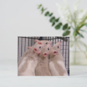Carte Postale Rats (Debout devant)