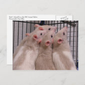 Carte Postale Rats (Devant / Derrière)