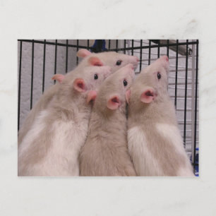 Carte Postale Rats