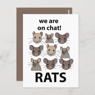 Carte Postale Rats Animal Nous Sommes Sur Conversation Rats Drôl