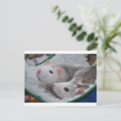 Carte Postale Rats gris et blancs (Debout devant)