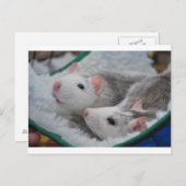 Carte Postale Rats gris et blancs (Devant / Derrière)