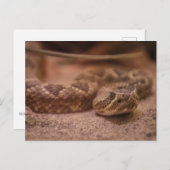 Carte Postale Rattle (Devant / Derrière)