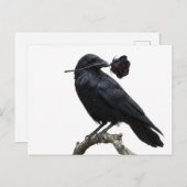Carte Postale Raven (Devant / Derrière)
