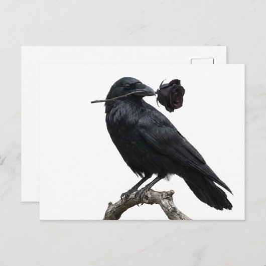 Carte Postale Raven (Devant / Derrière)
