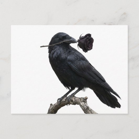 Carte Postale Raven (Devant)
