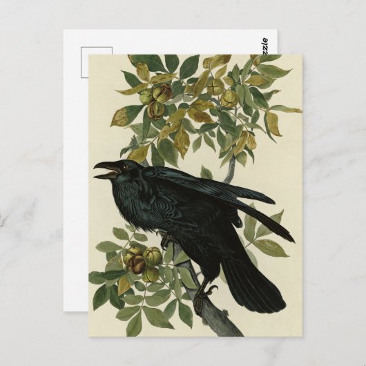 Carte Postale Raven (Devant / Derrière)