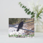 Carte Postale Raven affamé de Yellowstone (Debout devant)