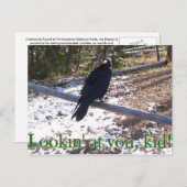 Carte Postale Raven affamé de Yellowstone (Devant / Derrière)