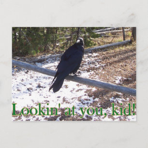 Carte Postale Raven affamé de Yellowstone