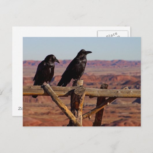 Carte Postale Ravens (Devant / Derrière)