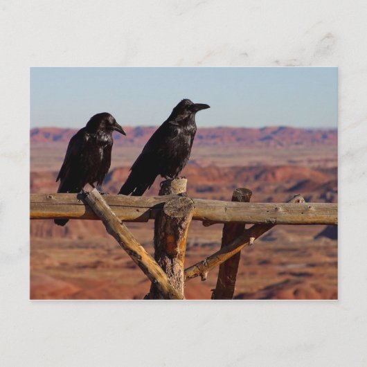 Carte Postale Ravens du désert (Devant)