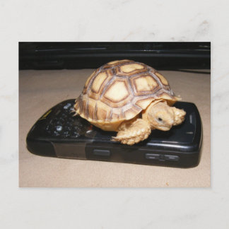 Carte Postale Rawr Phone Home