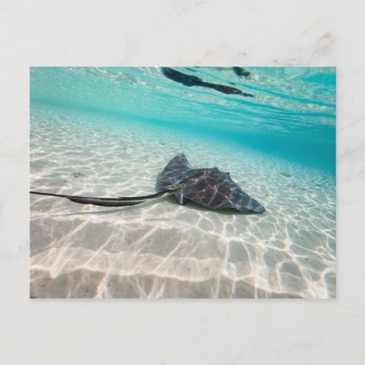 Carte Postale Rayon de fixation (Devant)
