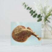 Carte Postale Rayon électrique plus petit (Debout devant)