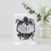 Carte Postale Rayon vintage de tortue (Debout devant)