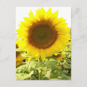 Carte Postale Rayonnement du tournesol