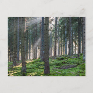Carte Postale Rayons de soleil dans la Forêt-Noire