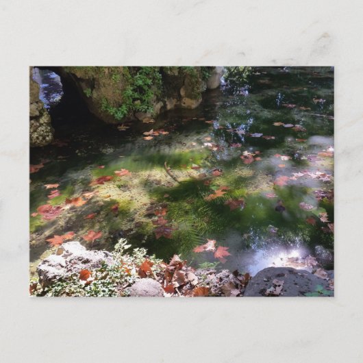 Carte Postale rayons et feuilles sur l'eau (Devant)