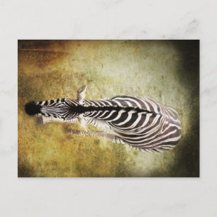 Carte Postale Rayures
