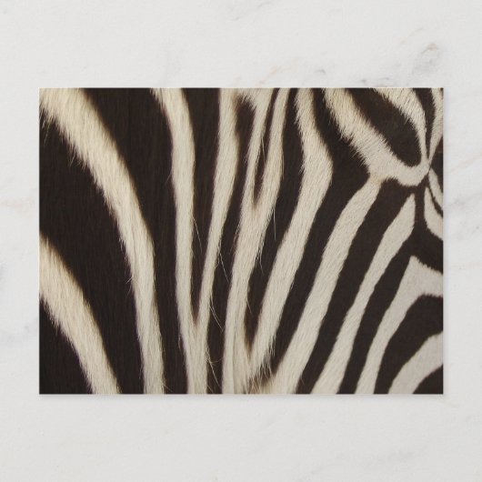 Carte Postale Rayures de Z (Devant)