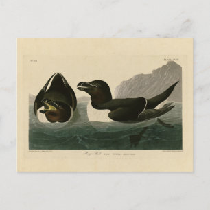 Carte Postale Razor Bill, John James Audubon's Birds of America