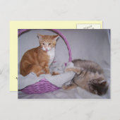 carte postale razzberries (Devant / Derrière)