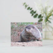 Carte Postale Realistic Groundhog Sitting By Burrow Nature Photo (Debout devant)