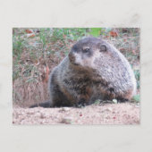 Carte Postale Realistic Groundhog Sitting By Burrow Nature Photo (Devant)