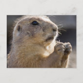Carte Postale Realistic Natural Profile Groundhog Paws Up Photo (Devant)