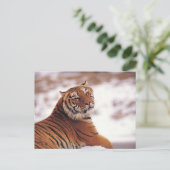 Carte Postale Recaler le tigre (Debout devant)