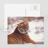 Carte Postale Recaler le tigre (Devant / Derrière)