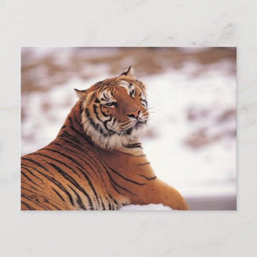 Carte Postale Recaler le tigre (Devant)