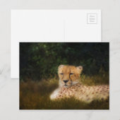 Carte Postale Recenser Cheetah au Fossil Rim Wildlife Centre (Devant / Derrière)