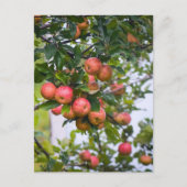 Carte Postale Recette de sauce pomme (Devant)