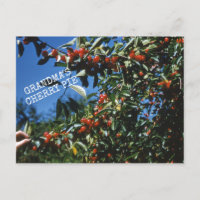 Recette de tarte cerise de grand-mère