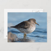 Carte Postale Recherche de Bécasseau (Devant / Derrière)