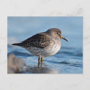 Carte Postale Recherche de Bécasseau