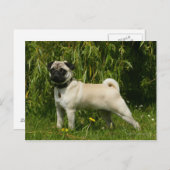 Carte Postale Recherche de carlin sur caméra (Devant / Derrière)